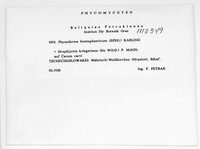 Physoderma hemisphaericum image